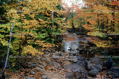 Woodland, Forest, Trees, River, Rocks, Stream, autumn
