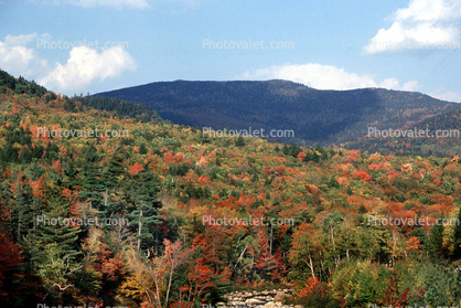 Woodland, Forest, Trees, Mountain, Hills, autumn