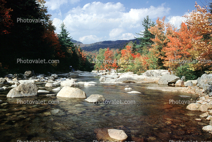 Woodland, Forest, Trees, River, Rocks, Fall Colors, Autumn