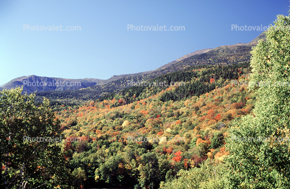 Forest, Woodlands, Trees, Colorful, fall colors, hillside, mountain, autumn