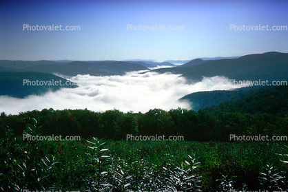 Valley, Fog, early morning, Forest, trees, woodland, mountains