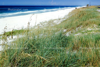 Beach, Sand, Plants, Ocean