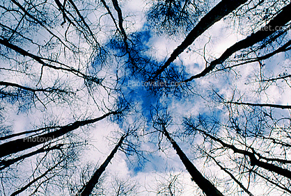 looking-up, bare trees