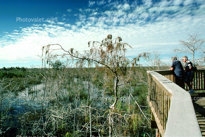 Wetlands, Swamp