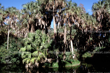 Wetlands, Palm Trees