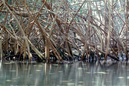 Red Mangrove (Rhizophora mangle), Mangrove Swamp, trees, wetlands