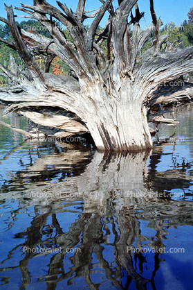 Tree Reflecting in brackish waters, coastal, coast
