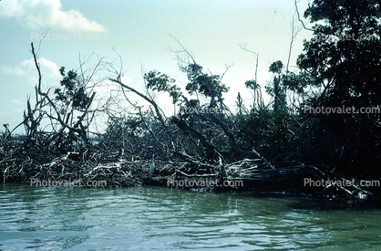 Mangrove Swamp, wetlands