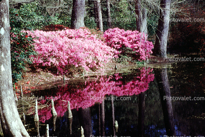 Forest, Woodlands, Trees, Colorful Bush, reflections, lake, pond, water
