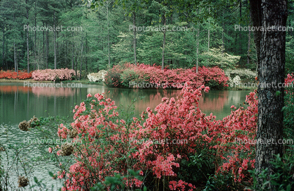 Pond, reflection, Colorful Bush, Stream, Water, flowers, swamp, trees, wetlands