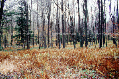 winter forest, fern