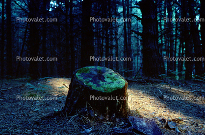 Stump in the Redwood Forest