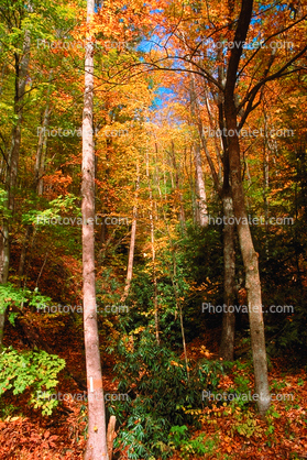 Woodland, Forest, Trees, Hill, autumn, deciduous