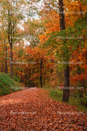 Path with Leaves, Woodland, Forest, Trees, Hill, autumn, deciduous, road