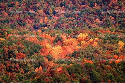 Mountain, Woodland, Forest, Trees, Hill, autumn, deciduous