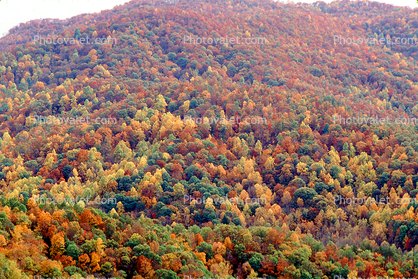 Mountain, Woodland, Forest, Trees, Hill, autumn