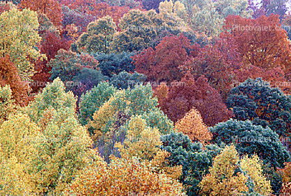 Woodland, Forest, Trees, Hills, autumn, deciduous