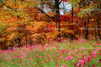 Woodland, Forest, Trees, Flowers, autumn, deciduous