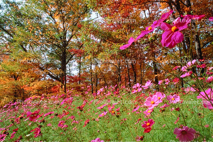 Field of Flowers, Daisies, Woodland, Forest, Trees, Flowers, autumn, deciduous