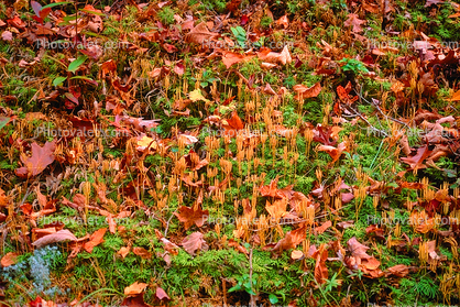 leaves, forest floor, autumn