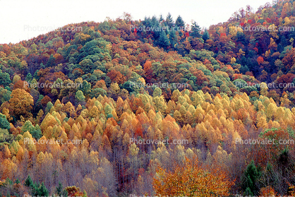 Woodland, Forest, Trees, Mountain, autumn