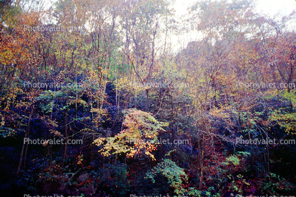 Forest, trees, woodlands, deciduous