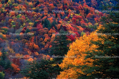 Woodland, Forest, Trees, Hill, autumn, deciduous, Equanimity