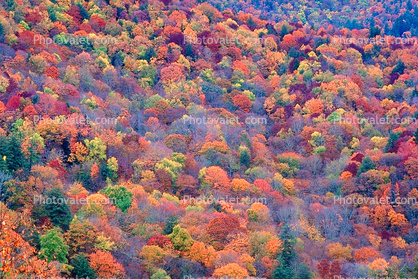 Woodland, Forest, Trees, Hill, Texture, Portfolio, autumn, deciduous