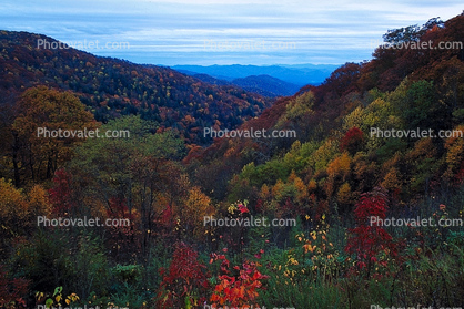 Woodland, Forest, Trees, Hills, Mountains, Valley, autumn, deciduous