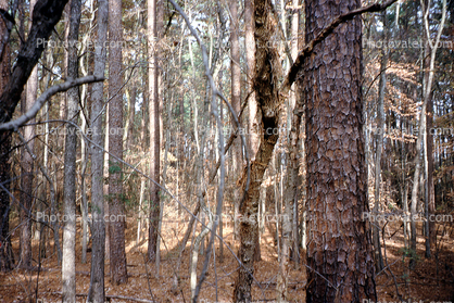 dry woodlands, Forest, trees, deciduous