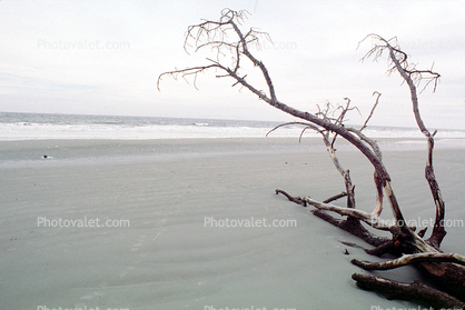 Bare Tree, Beach, Ocean, Driftwood, Atlantic, coastal, coast, shoreline, seaside, coastline