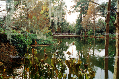 Swamp, Trees, Lake, Water, Reflection, wetlands