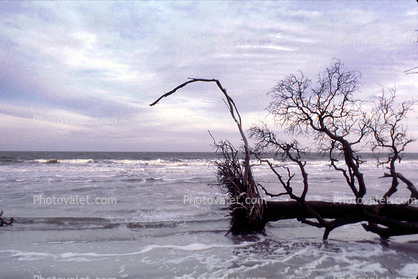 Bare Tree, Beach, Ocean, Driftwood, Atlantic