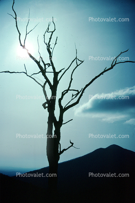 Lone Spindly Tree