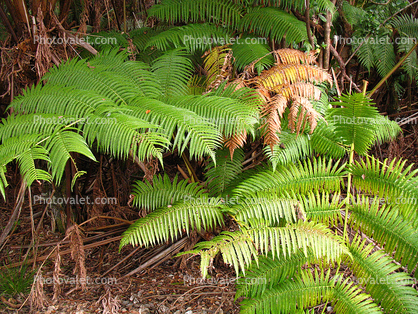 Ferns, Kilauea Caldera