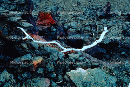 Twig on cooled lava flows