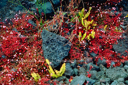 Ferns growing through the lava, renewal, new start