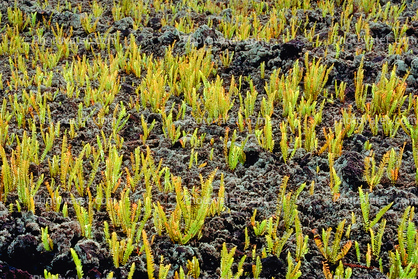 fern growth in a fresh lava field