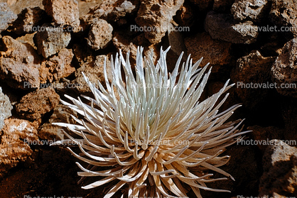 Haleakal  Silversword, (Argyroxiphium sandwicense subspSaint macrocephalum), Asterids, Asterales, Asteraceae