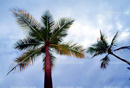 Palm Trees, sky