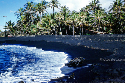 Kalapana Black Sand Beach, Palm Trees