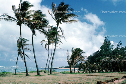 palm tree, beach, ocean, windy, wind