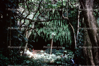 Fern Grotto, Kauai