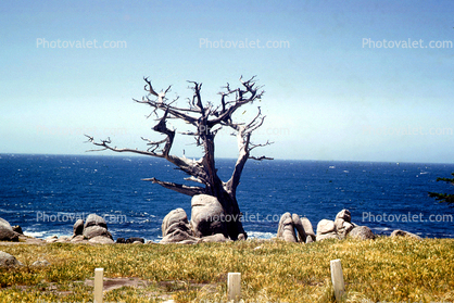 Cypress Tree, ocean, rocks