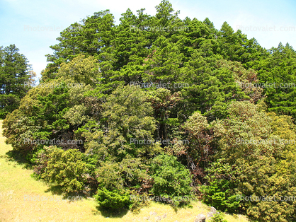 Mount Tamalpais Tree