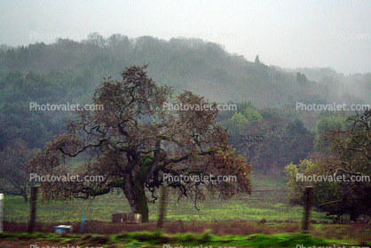 Sonoma County in the Rain, Hills, Hillside