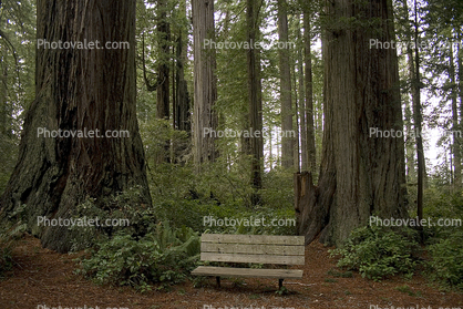 Redwood Forest, Bench