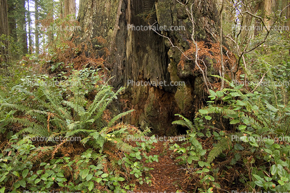 Redwood Forest, Ferns