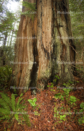 Redwood Forest, fern