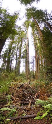 Trees, forest, fern, Panorama, Prairie Creek Redwoods State Park